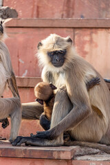 Protective mother monkey over baby monkey on the steps to Savitri Mata Temple, Pushkar, Rajasthan, India, 28 Jan 2024
