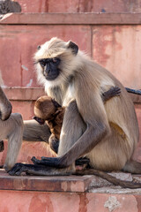 Protective mother monkey over baby monkey on the steps to Savitri Mata Temple, Pushkar, Rajasthan, India, 28 Jan 2024