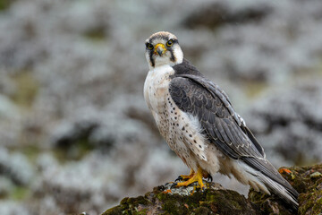 Lanner Falcon (Falco biarmicus) feeding on a rodent. Bale Mountains National Park. Ethiopia.