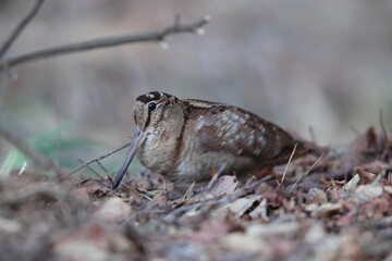 Eurasian woodcock (Scolopax rusticola) is a medium-small wading bird found in temperate and subarctic Eurasia. This photo was taken in Japan.