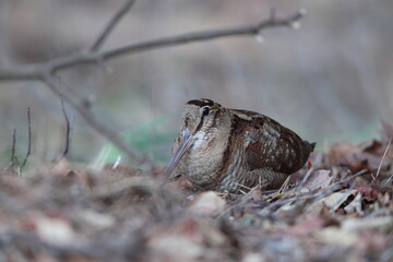 Eurasian woodcock (Scolopax rusticola) is a medium-small wading bird found in temperate and subarctic Eurasia. This photo was taken in Japan.