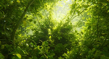 Fototapeta premium Sunlit Canopy: A Lush Green Forest