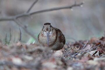 Eurasian woodcock (Scolopax rusticola) is a medium-small wading bird found in temperate and subarctic Eurasia. This photo was taken in Japan.