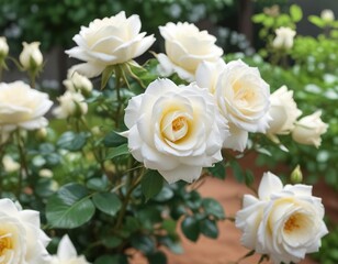 Fresh white rose flower with soft focus white roses in the garden, botanical, blur
