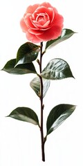 Fototapeta premium Pink Camellia Blossom with Speckled Green Leaves on White Background