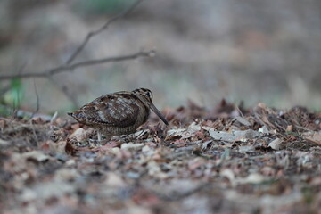 Eurasian woodcock (Scolopax rusticola) is a medium-small wading bird found in temperate and subarctic Eurasia. This photo was taken in Japan.