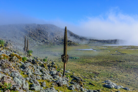 Giant lobelia (Lobelia rhyncopetalum) growing in afro-alpine vegetation and ecosystems in  Bale Mountains National Park. Ethiopia.
