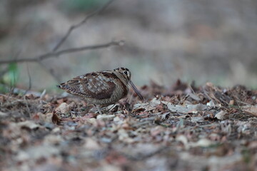 Eurasian woodcock (Scolopax rusticola) is a medium-small wading bird found in temperate and subarctic Eurasia. This photo was taken in Japan.