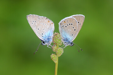 Close-up images of blue butterflies during mating season.