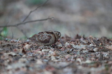 Eurasian woodcock (Scolopax rusticola) is a medium-small wading bird found in temperate and subarctic Eurasia. This photo was taken in Japan.