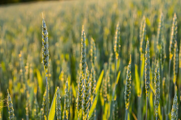 Wheat field in golden sunlight showcasing ripe crop ready for harvest during late afternoon in...