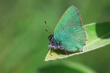 Close-up of a green emerald butterfly.