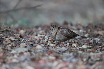 Eurasian woodcock (Scolopax rusticola) is a medium-small wading bird found in temperate and subarctic Eurasia. This photo was taken in Japan.