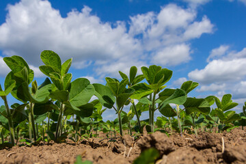 Green soybean plants thrive under a bright blue sky with fluffy clouds on a sunny day in a rural...