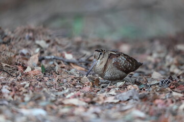 Eurasian woodcock (Scolopax rusticola) is a medium-small wading bird found in temperate and subarctic Eurasia. This photo was taken in Japan.