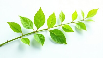 Fototapeta premium Leafy Branch with tiny Leaves isolated on white Background, botanical, nature, branch