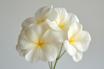 Fototapeta premium Creamy White Plumeria Blooms Close-Up