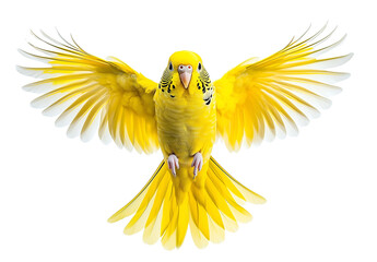 Yellow Budgerigar in Flight with Fully Spread Wings Isolated on Transparent Background