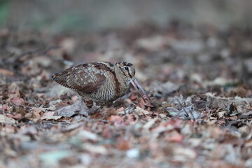 Eurasian woodcock (Scolopax rusticola) is a medium-small wading bird found in temperate and subarctic Eurasia. This photo was taken in Japan.