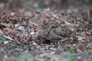 Eurasian woodcock (Scolopax rusticola) is a medium-small wading bird found in temperate and...