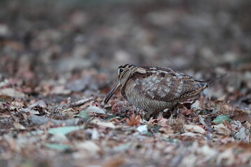 Eurasian woodcock (Scolopax rusticola) is a medium-small wading bird found in temperate and subarctic Eurasia. This photo was taken in Japan.