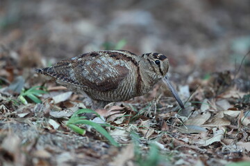 Eurasian woodcock (Scolopax rusticola) is a medium-small wading bird found in temperate and subarctic Eurasia. This photo was taken in Japan.