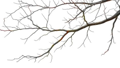 Fototapeta premium Bare, gnarled branches isolated against a pure white backdrop, backdrop, photography