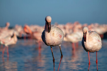 A stunning view of pink flamingos standing gracefully by a calm lake under a bright blue sky. Perfect for nature, wildlife, and travel projects, showcasing the beauty of exotic birds