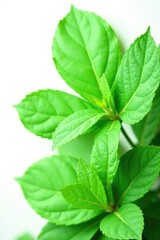 dense green leaves isolated on white background, simplicity, green
