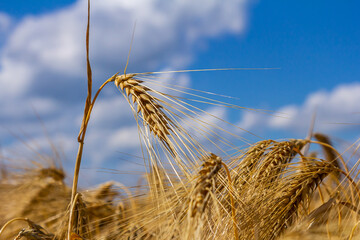 Golden wheat ears swaying gently in the breeze against a blue sky with fluffy clouds in a rural...