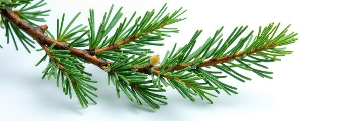 Large spruce branch isolated on white with a few needles attached, evergreen, frosty