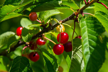 Ripe red cherries hanging on a tree branch under bright sunlight in a lush green environment during summer season