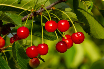 Fresh cherries hanging from a lush green branch in a sunlit orchard during late summer