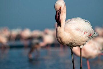 African wild birds. A flock of pink flamingos on the blue lagoon against the bright sky