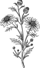 Chamomile Line Art