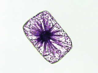 Probiotics, lactic acid bacteria. Algae, bacteria and microorganisms. Microscopic probiotics, bacterial flora