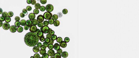 Probiotics, lactic acid bacteria. Algae, bacteria and microorganisms. Microscopic probiotics, bacterial flora