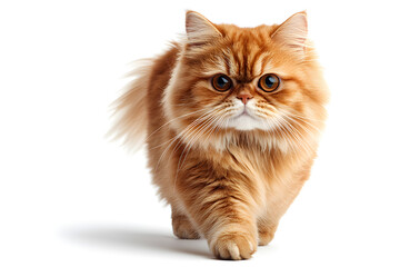 Persian cat walking on white background	