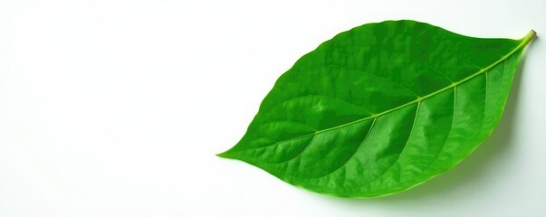 Fototapeta premium large leaf with veins prominent on a white background, natural form, green
