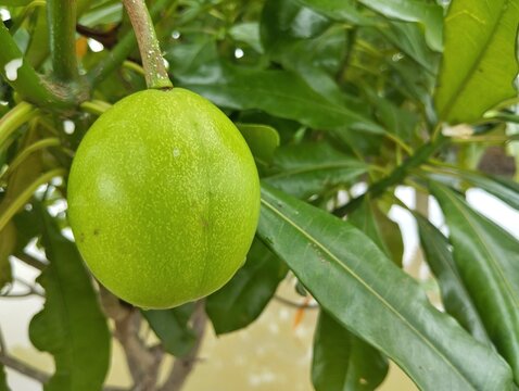 Cerbera tree fruit (Cerbera odollam) in outdoor garden, Close up 