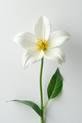 Simple yet elegant flower on white background, flower, white, elegant