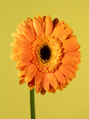 Gerbera flower on yellow background