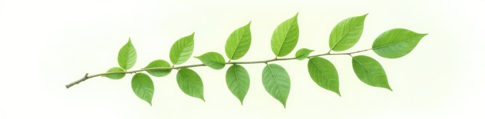 Obraz premium Single branch isolated on white background with subtle leaf veins and texture, crisp, foliage