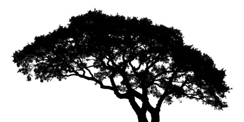 Single, majestic tree silhouetted against a pure white backdrop, ecology, serene