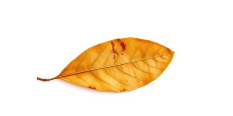 Single, weathered leaf isolated on pure white backdrop, asset, autumn