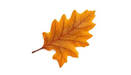 Fototapeta premium Single, weathered oak leaf, isolated on pure white backdrop, botany, plant