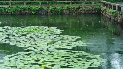 The water lily flowers blooming in the old Chinese garden with the rainy droplets
