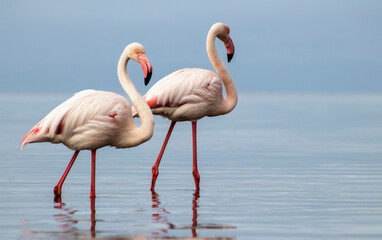 Wild african birds. Two Great african flamingos  walking around the blue lagoon against bright sky