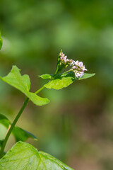 Flowering Buckwheat Field. Buckwheat Growing On The Field