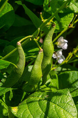 Green bean pods hanging on a vibrant plant in a garden, showcasing fresh harvest ready for picking during the summer season